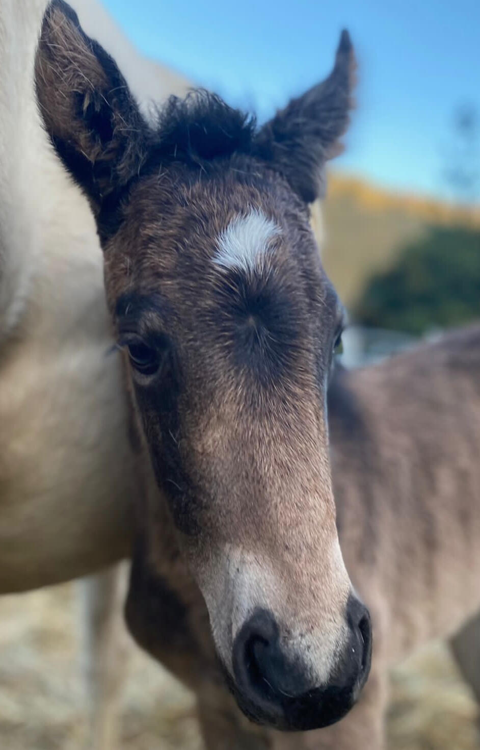 California Filly